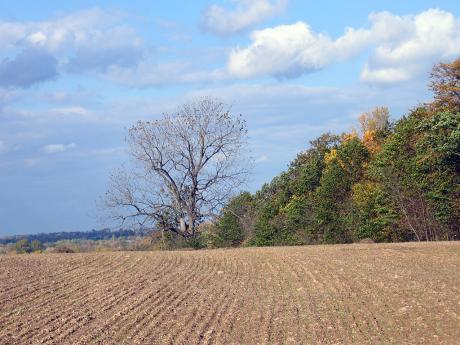 Fall Colors in Livonia, NY