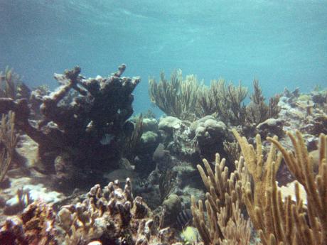 Underwater reef