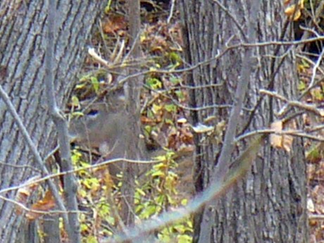 buck-woods